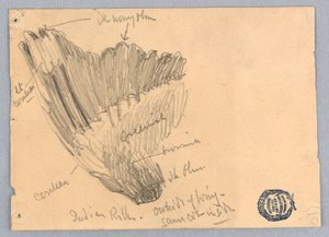 Disegno